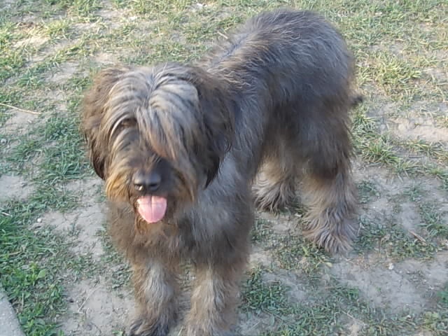 Profil psíka patrí používateľovi Zuzana Martincová