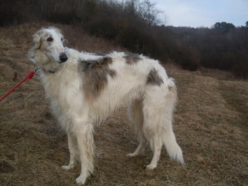 Používateľovi ljubica sa stratil psík