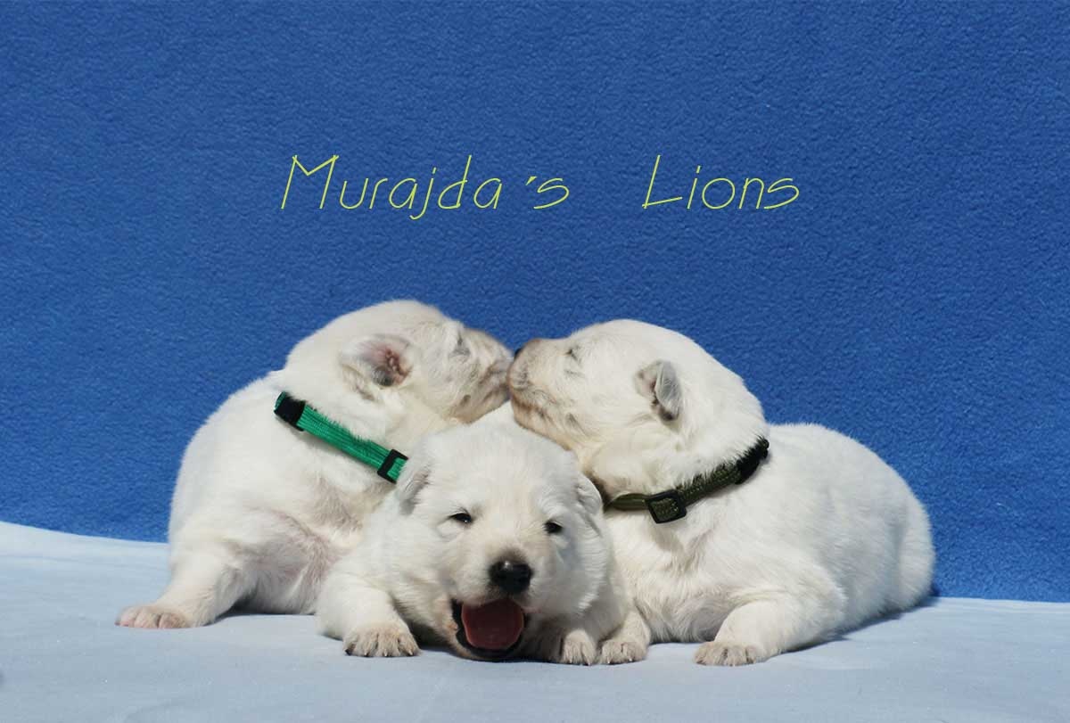 Vrh A - MURAJDA´S LIONS