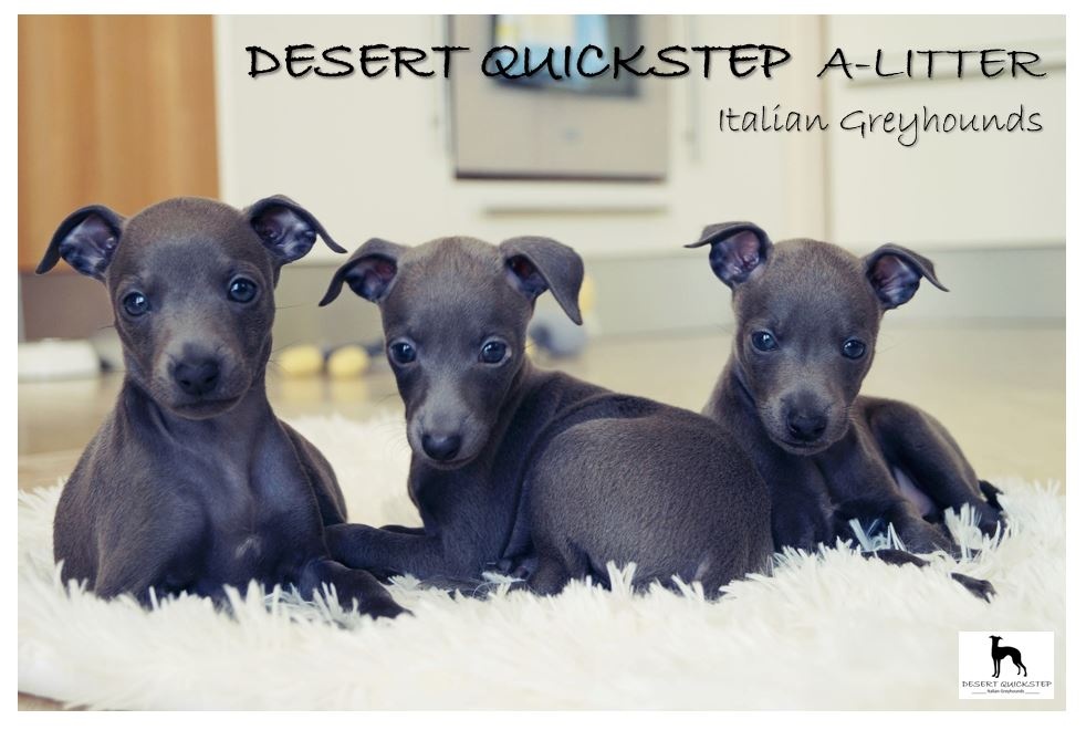 Vrh A - Desert Quickstep