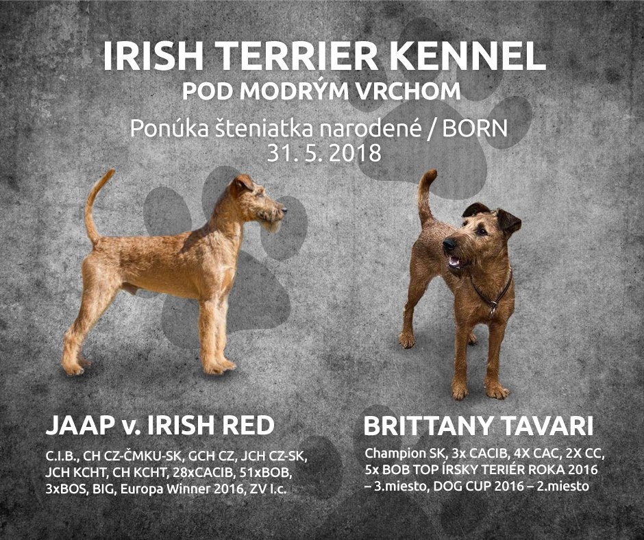 Vrh A - Irish Terrier Kennel Pod modrým vrchom