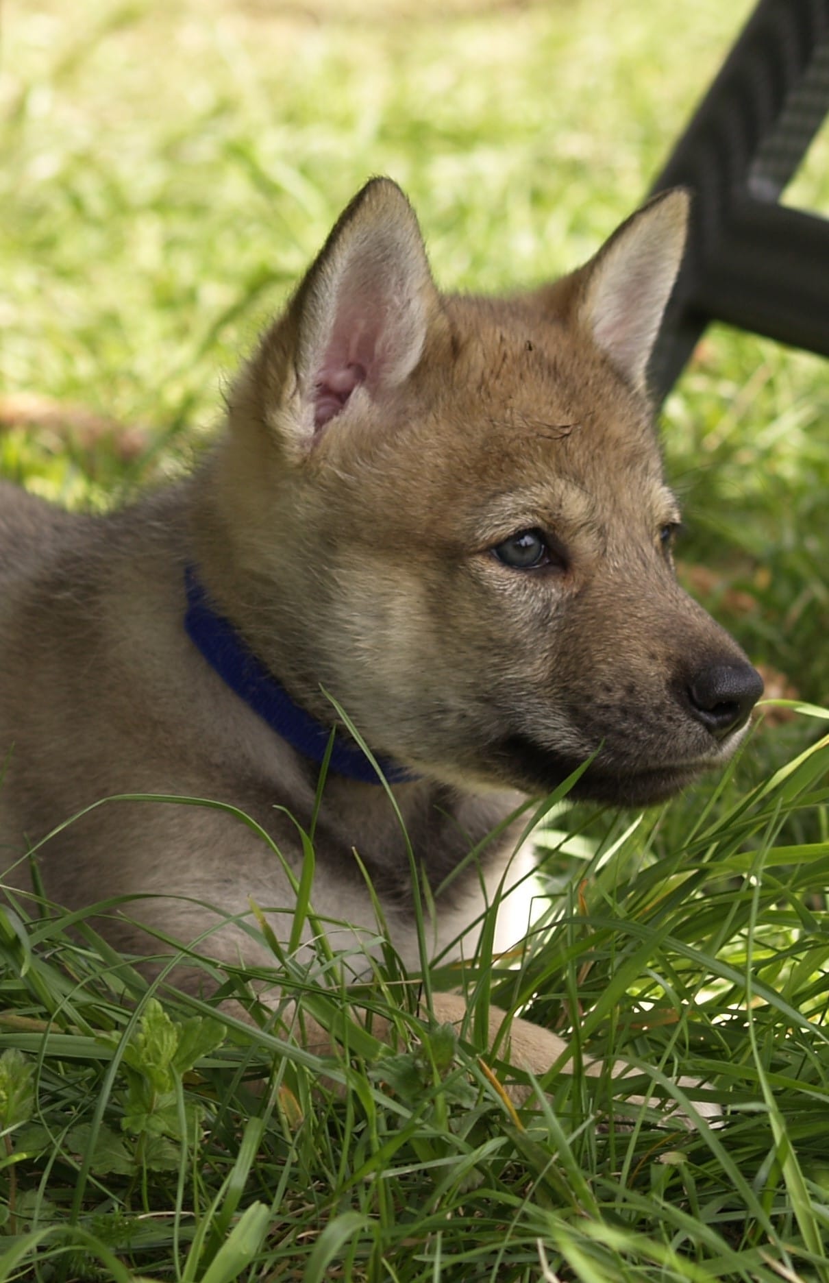 Vrh B - Vlk z Kráľovej holi FCI Kennel