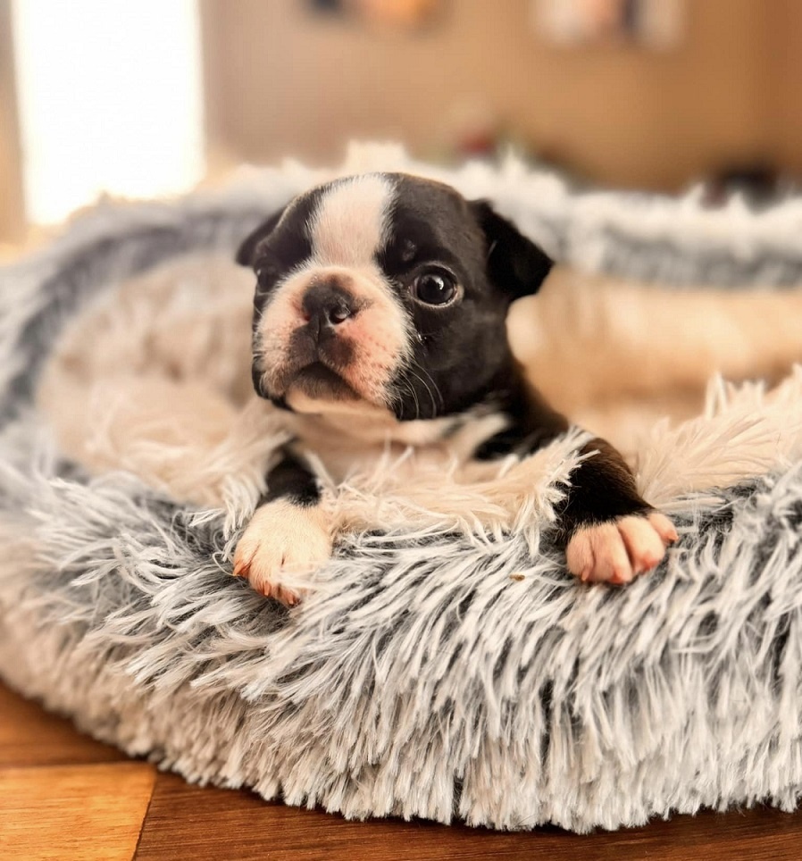 Vrh B - Gentleman Tuxedo kennel