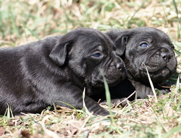 Vrh v chovateľskej stanici pridal používateľ Vivastaff Kennel