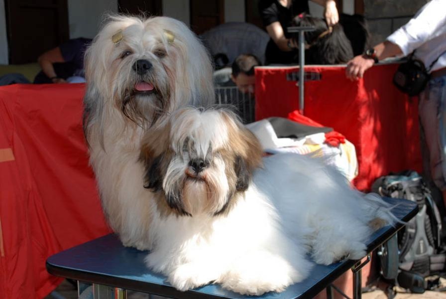 Lhasa apso