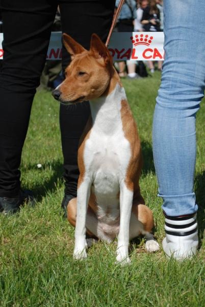 Basenji