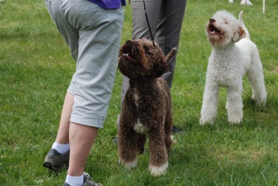 Lagotto