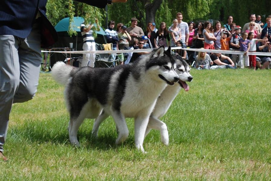 Sibírsky husky