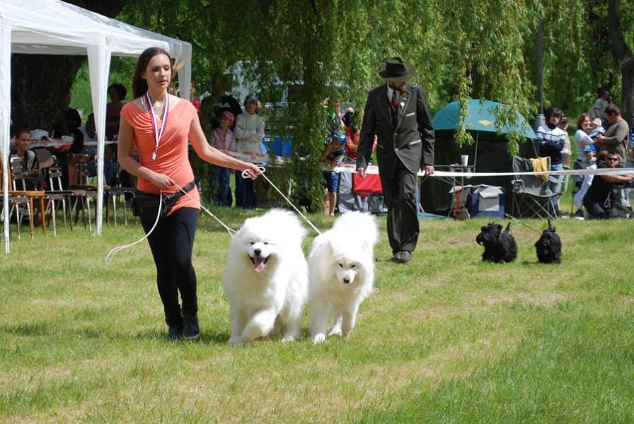 Samojed