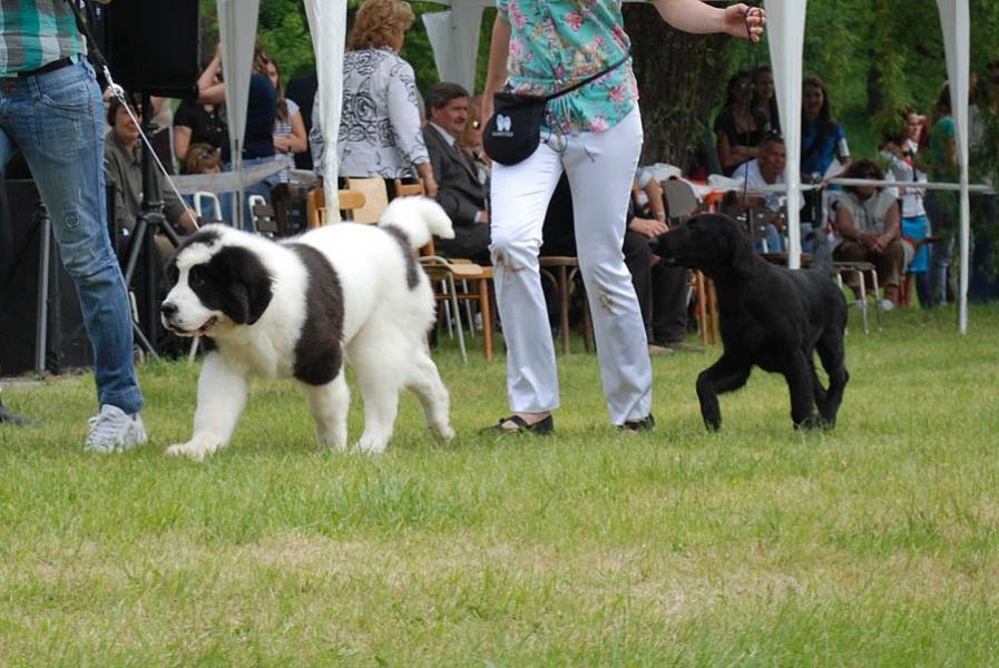 Landseer a hladkosrstý retríver