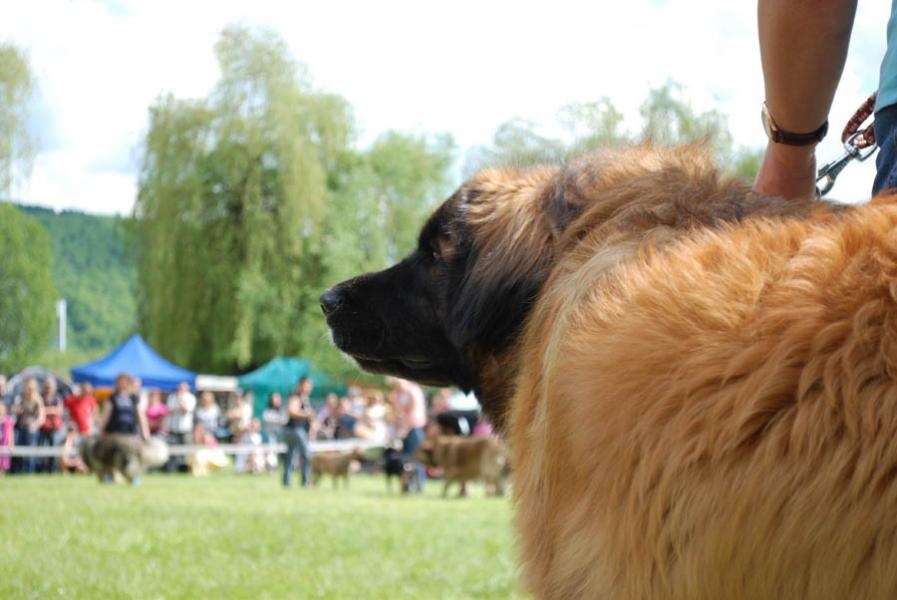 Leonberger