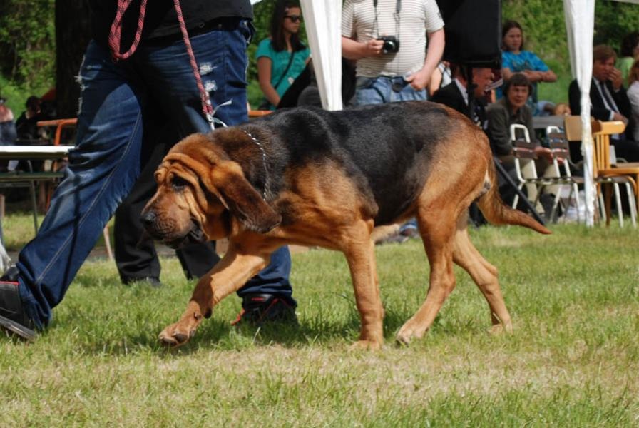 Bloodhound