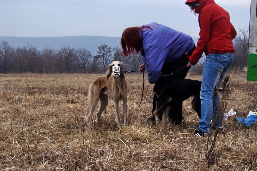 Saluki Tamr - H Mazury de Maybeline & Alfa Rašaja z Čech