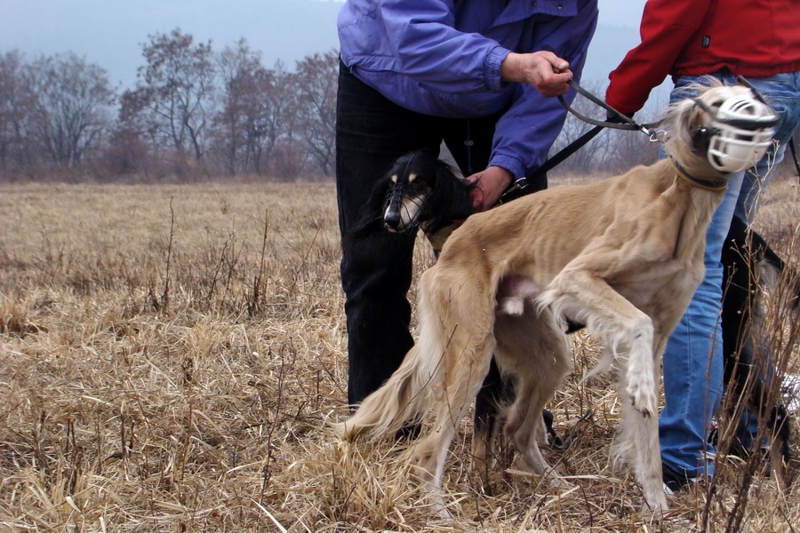 Saluki Tamr - H Mazury de Maybeline & Alfa Rašaja z Čech