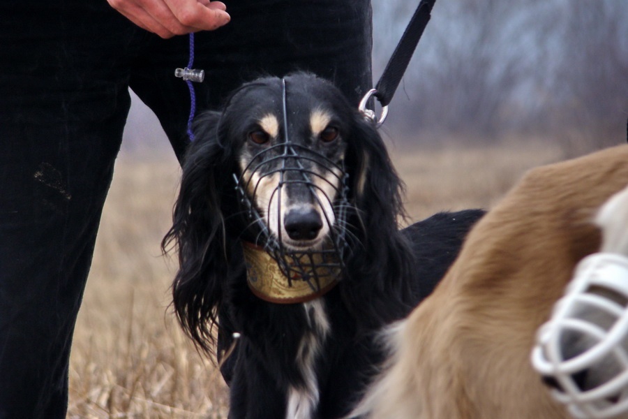 Saluki Alfa Rašaja z Čech