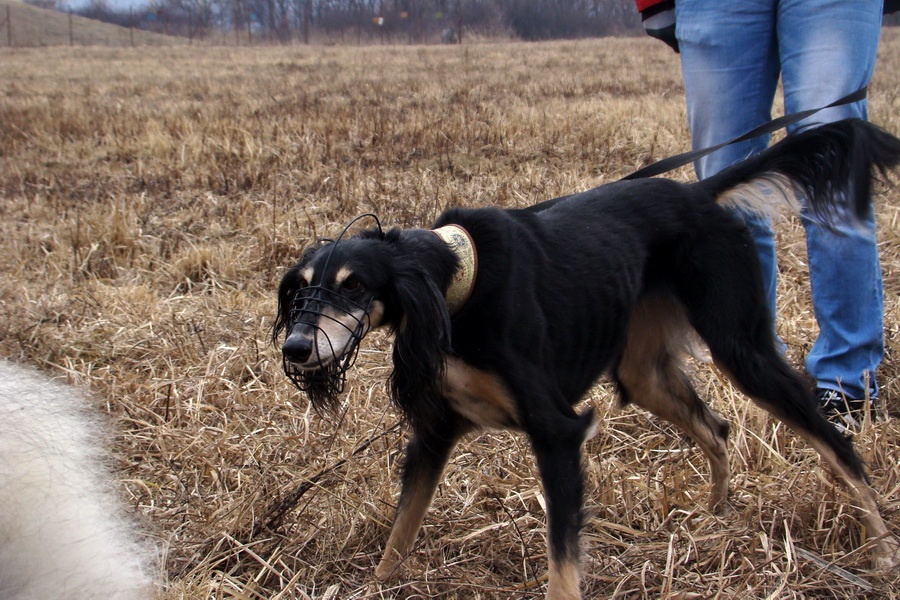 Saluki Alfa Rašaja z Čech