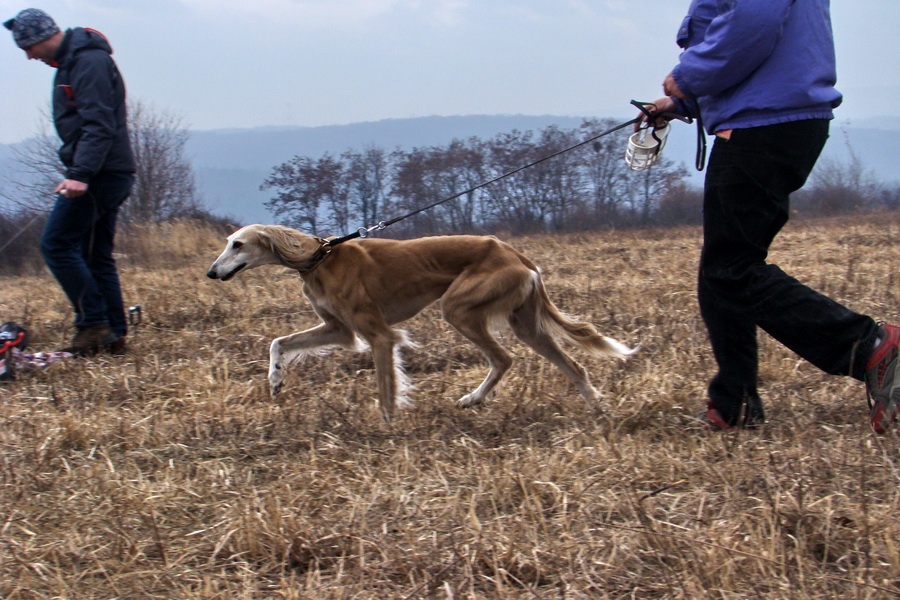 Saluki Tamr - H Mazury de Maybeline