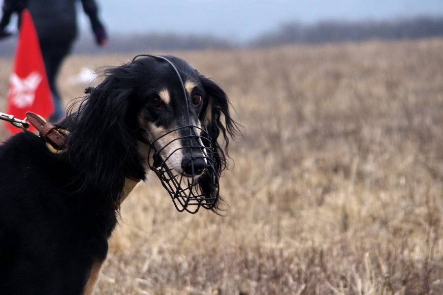 Saluki Alfa Rašaja z Čech