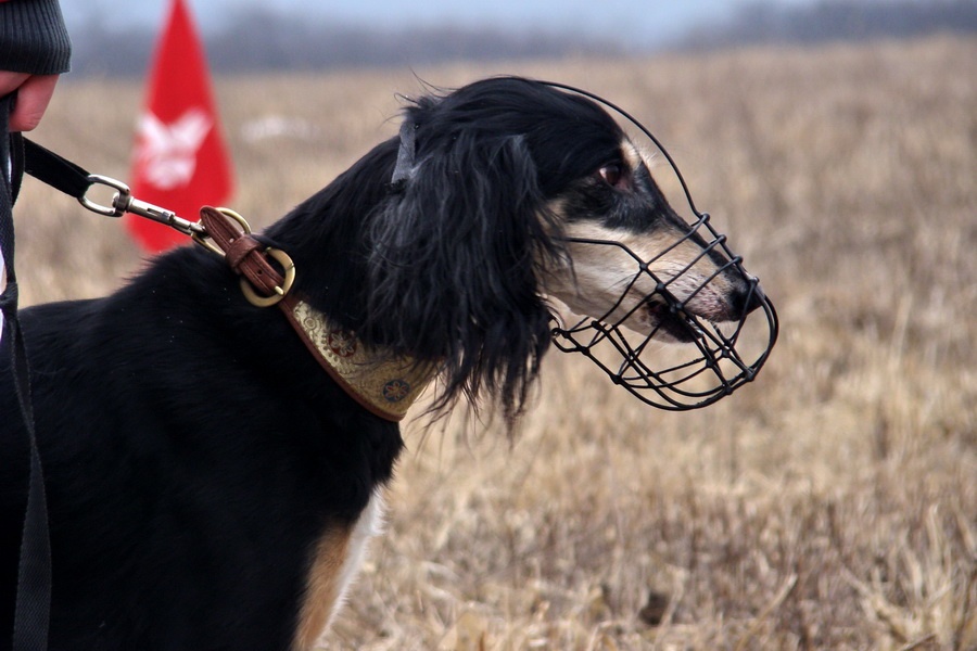 Saluki  Alfa Rašaja z Čech
