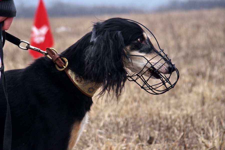 Saluki  Alfa Rašaja z Čech