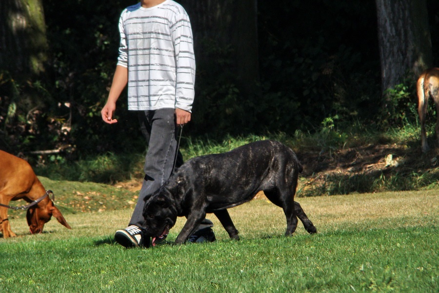 Cane corso