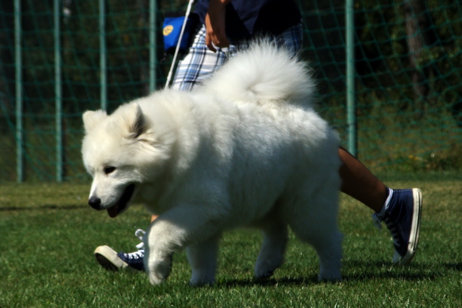 Samojed