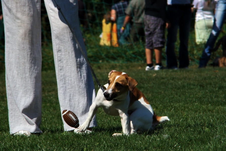 Jack Russell teriér