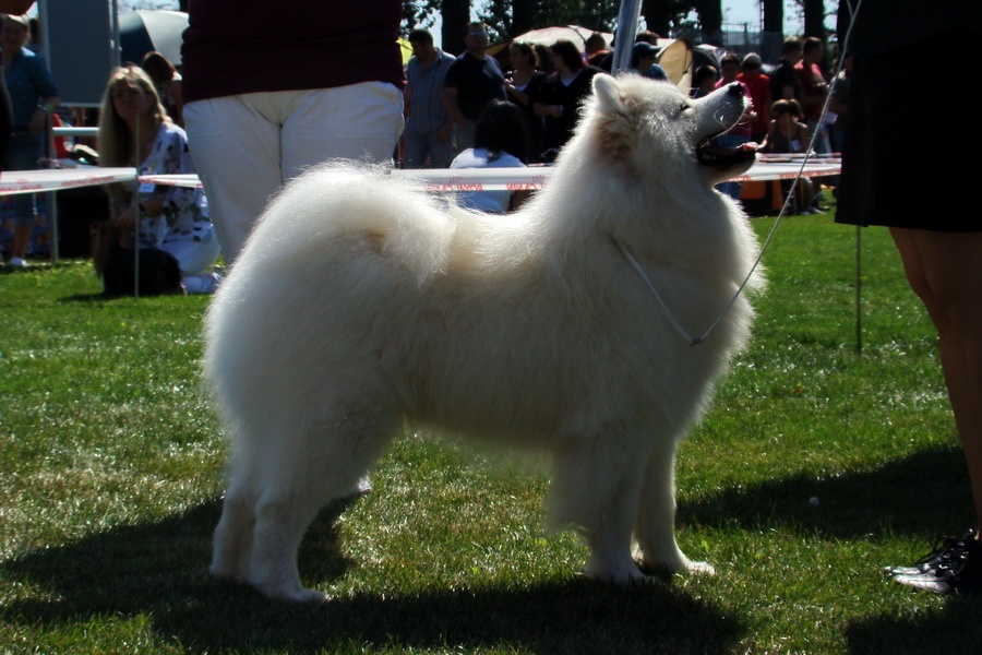 Samojed