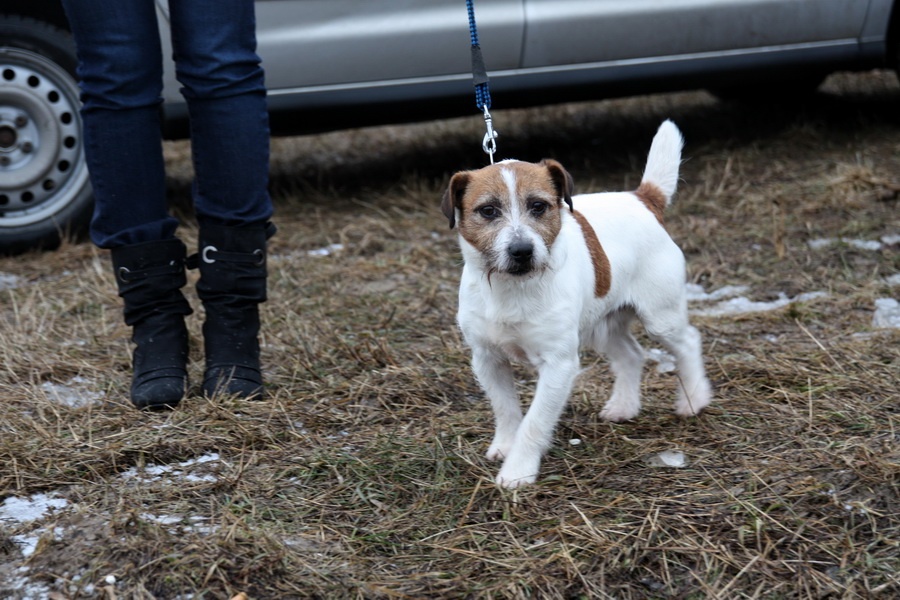 Jack Russell teriér - Aust. Ch. Myrmidon Jack Koala