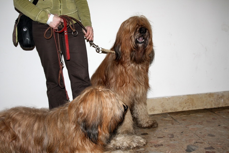 Briard