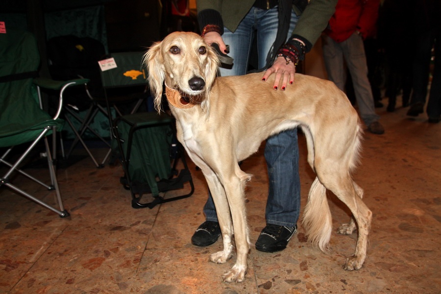 Saluki - Ulmarra Isnaslice