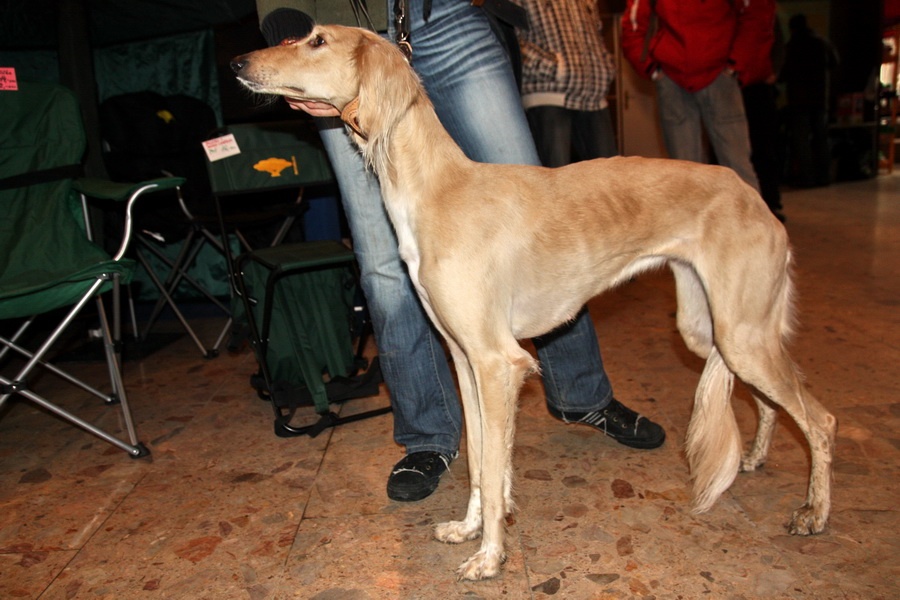 Saluki - Ulmarra Isnaslice
