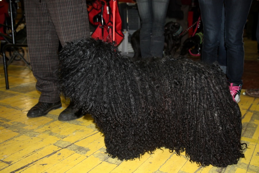 Puli ostatné farby