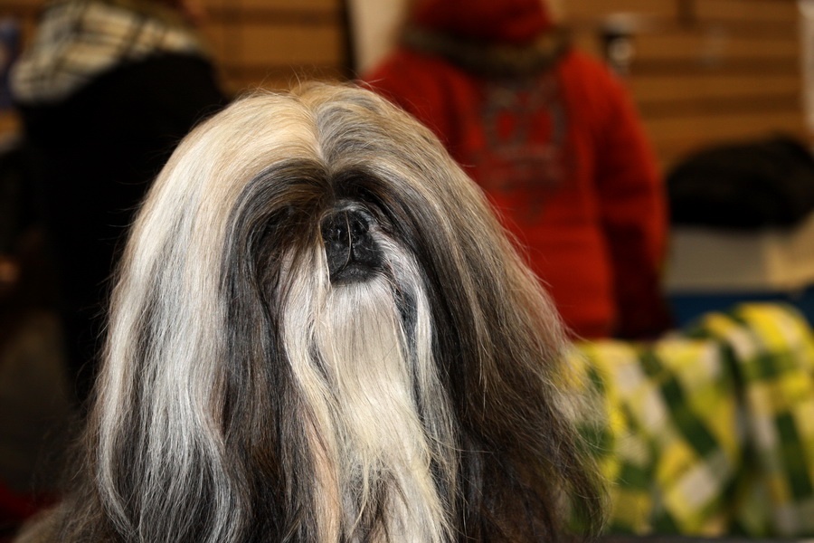 Lhasa apso