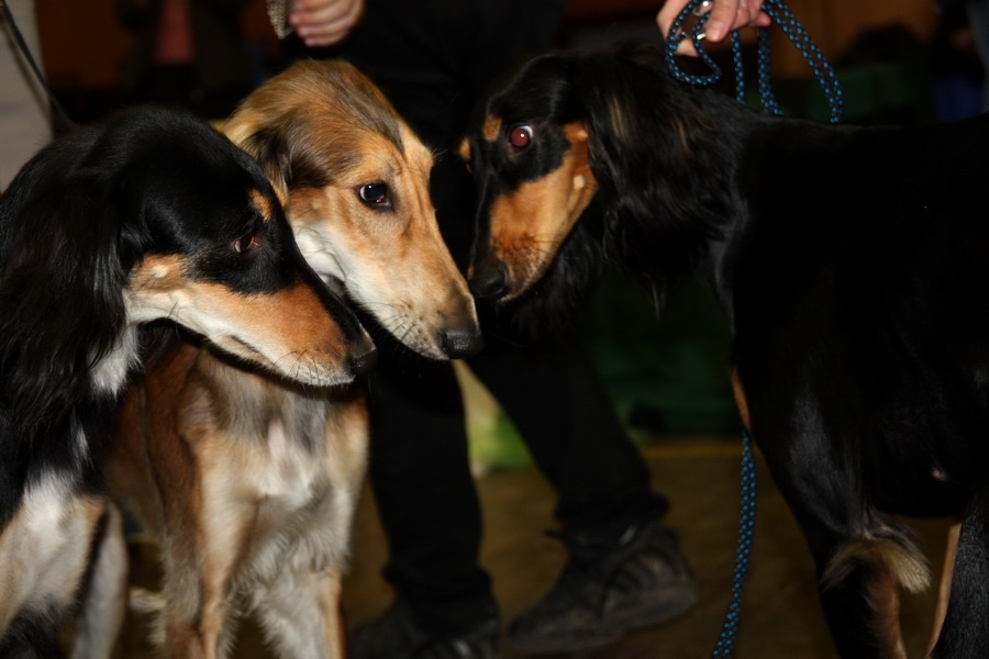 Saluki - zľava Atiya Al Zahra, Dabka´ s Liberty, Bahiya Aquemenida