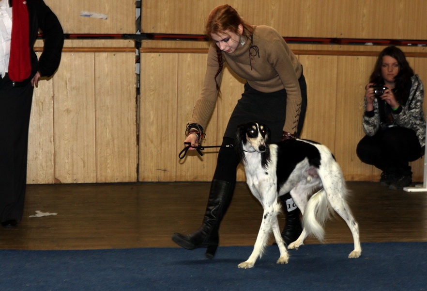 Saluki - Al-Shén Ediim