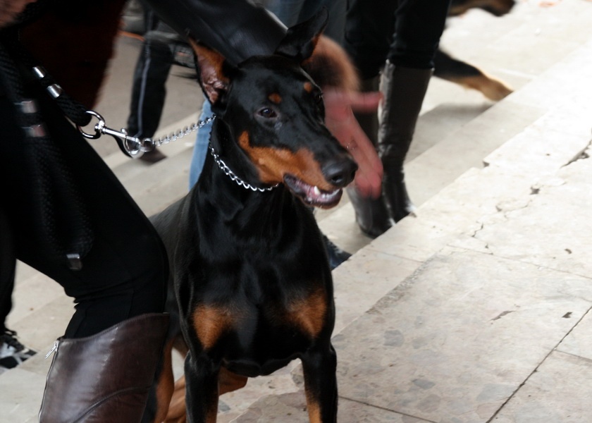 Doberman