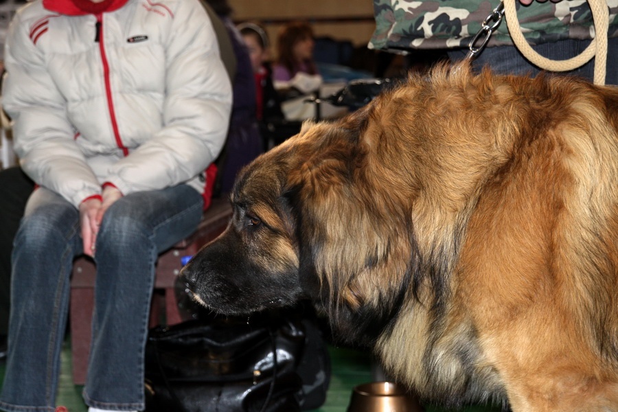 Leonberger