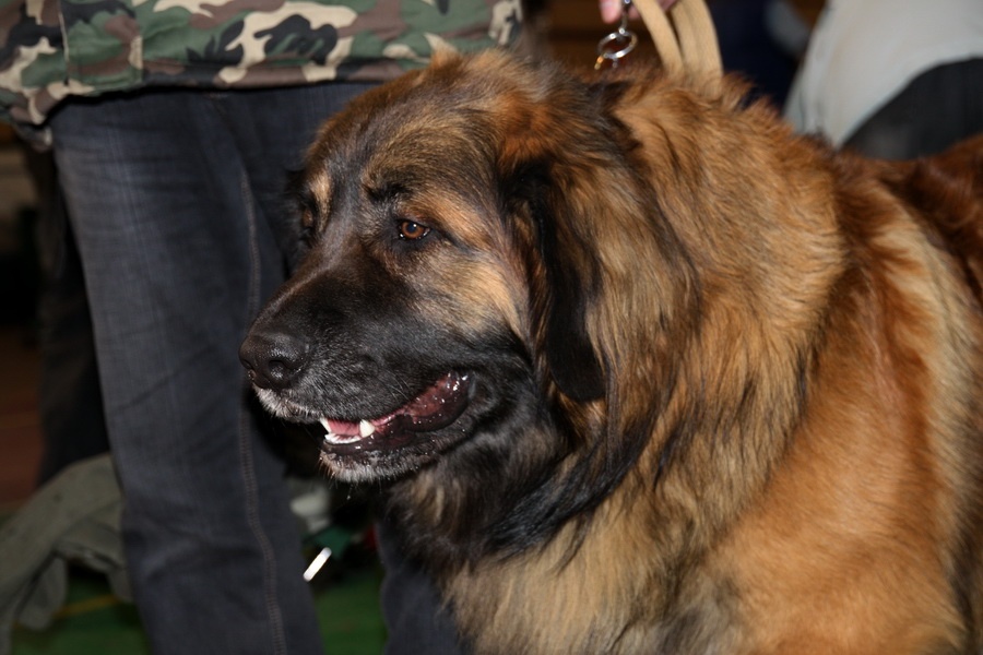 Leonberger