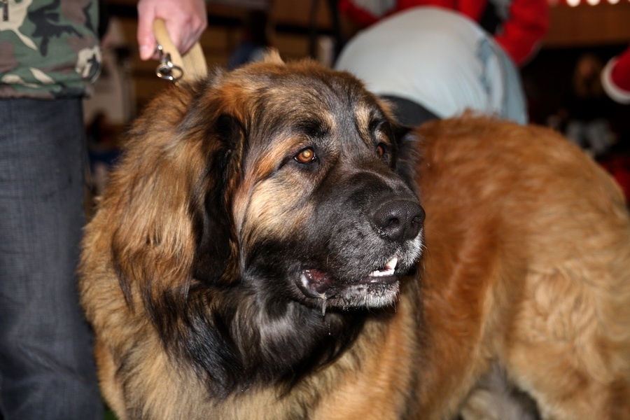 Leonberger