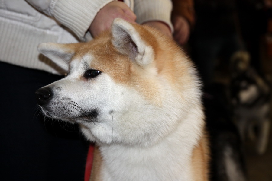 Akita