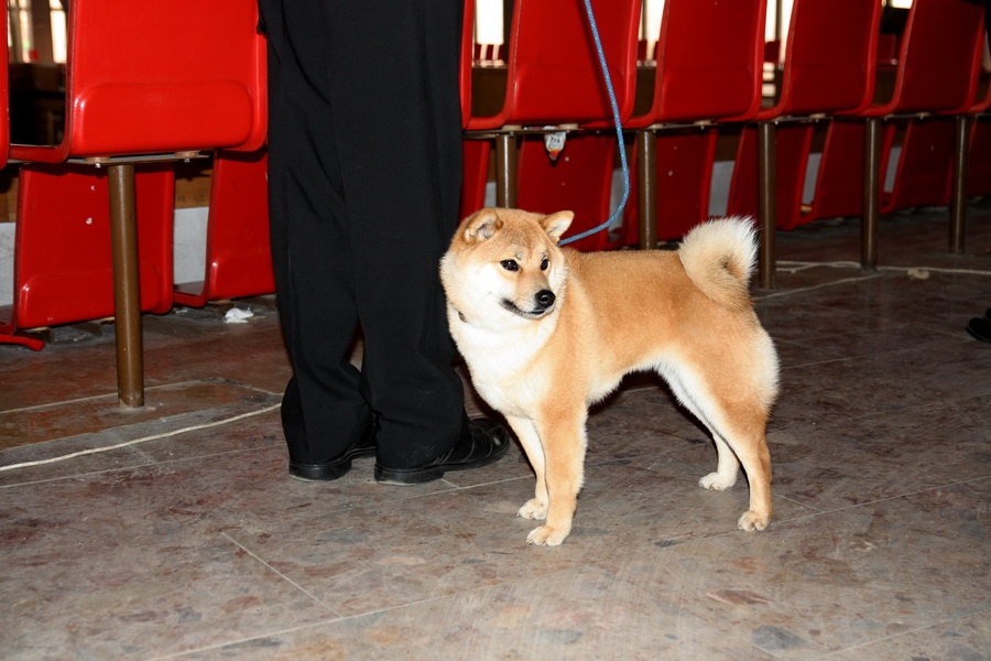 Shiba