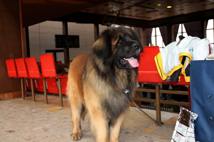 Leonberger