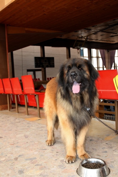 Leonberger