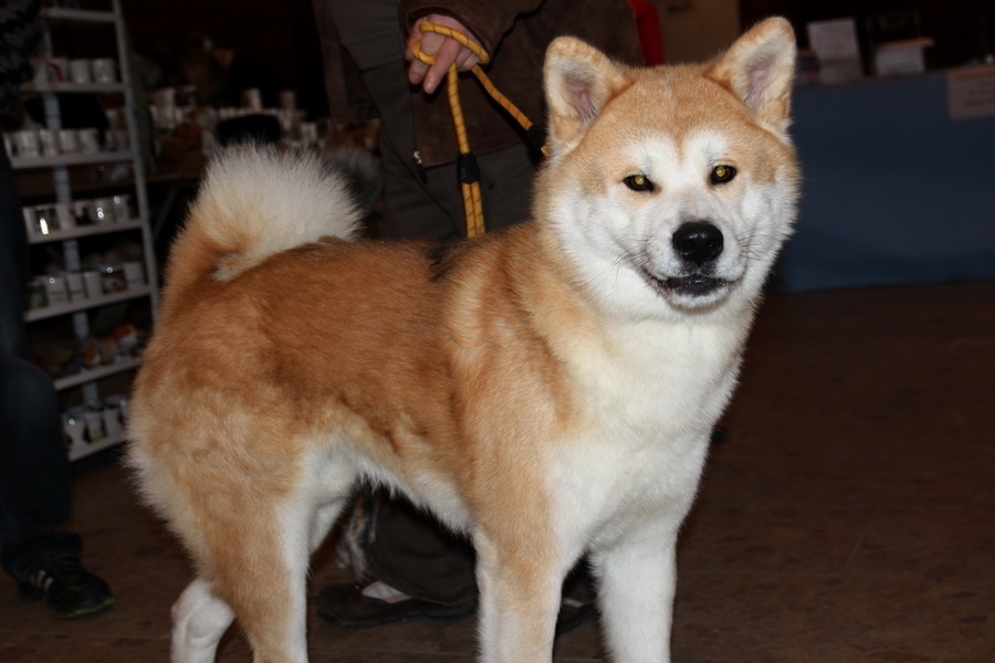 Akita