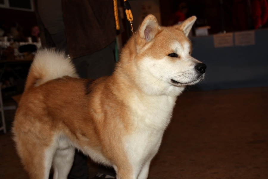 Akita