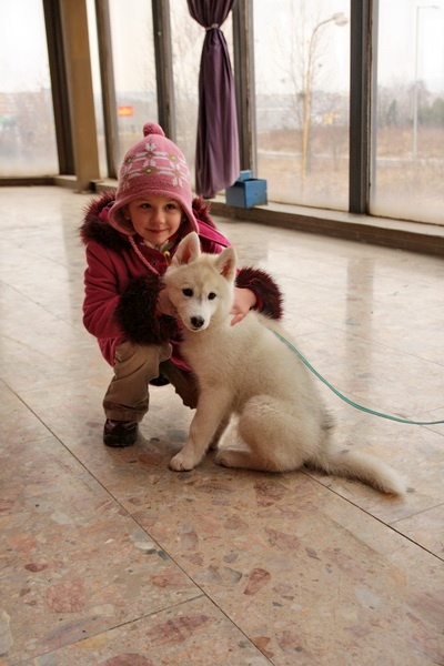 Sibírsky husky 11 týždňov s majiteľkou