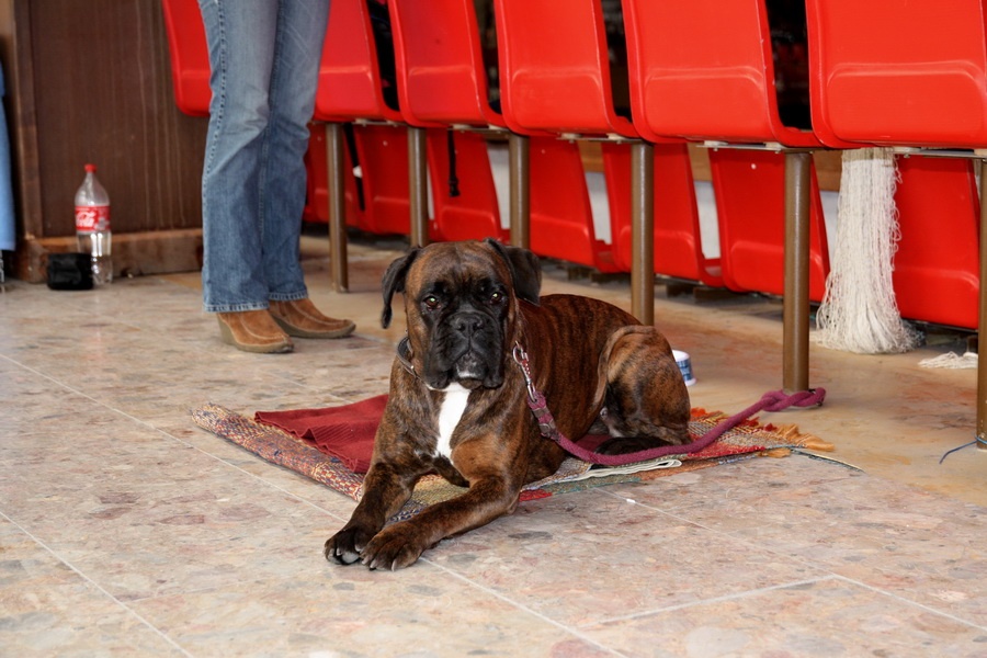 Nemecký boxer