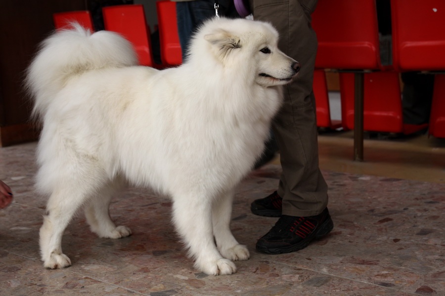 Samojed