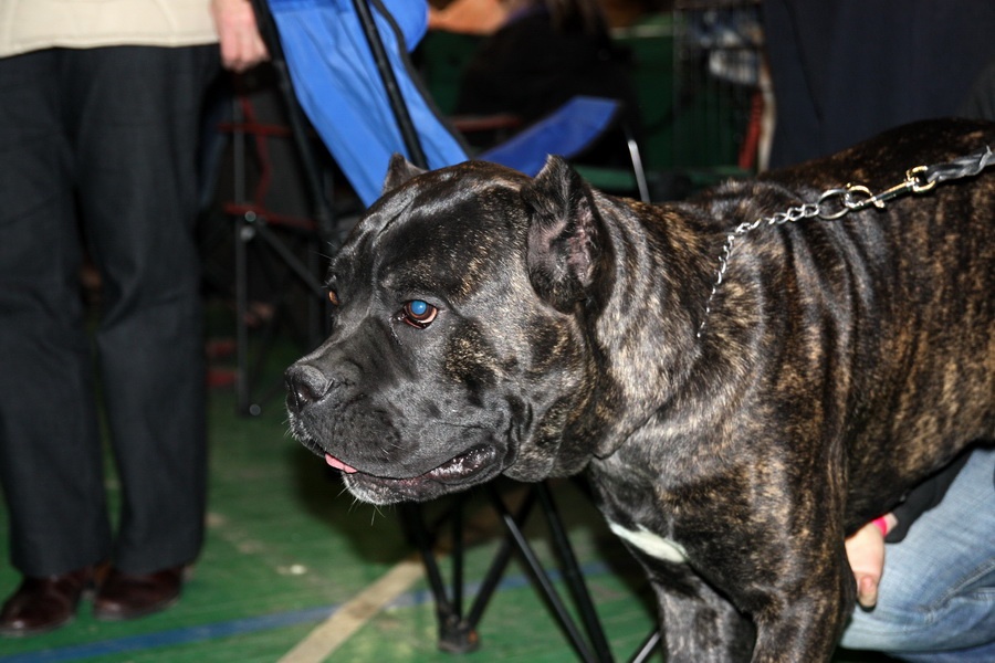 Cane Corso